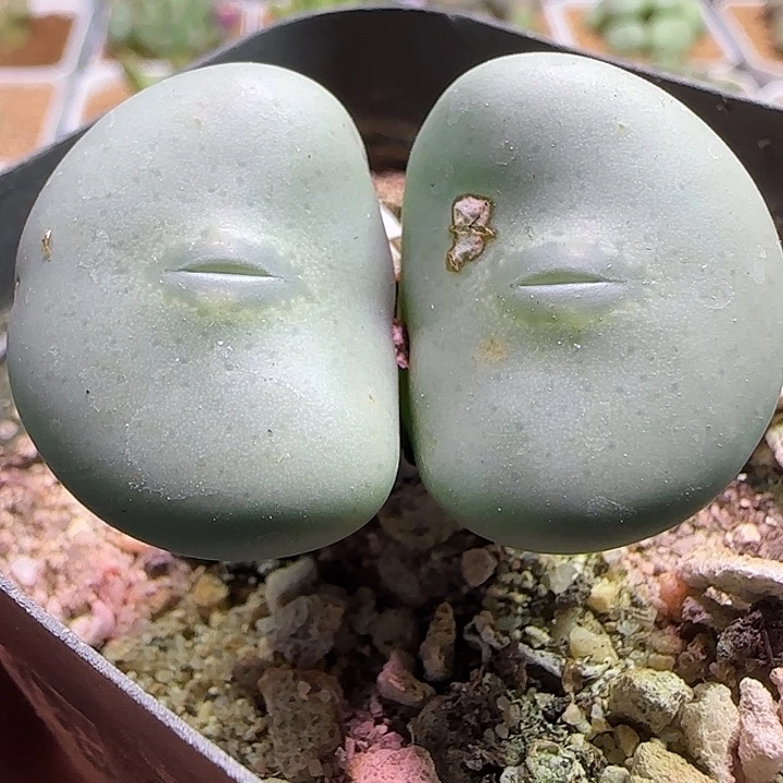 开播福利来啦。  355