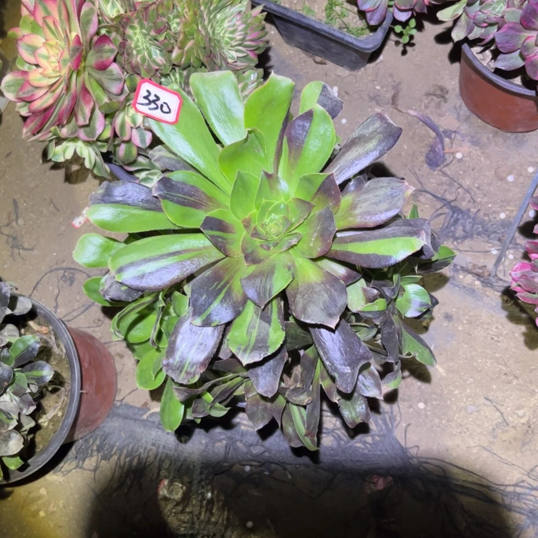 330多肉植物花斑鹿