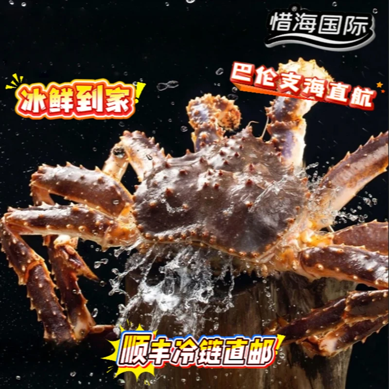 （断养睡着）俄罗斯巴伦支海冰鲜帝王蟹非冷冻特价帝王蟹