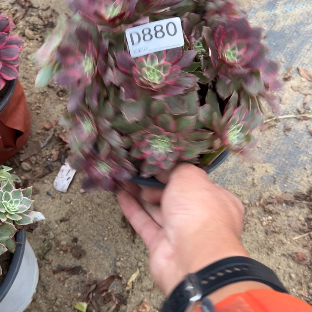 880万花筒多肉植物法师