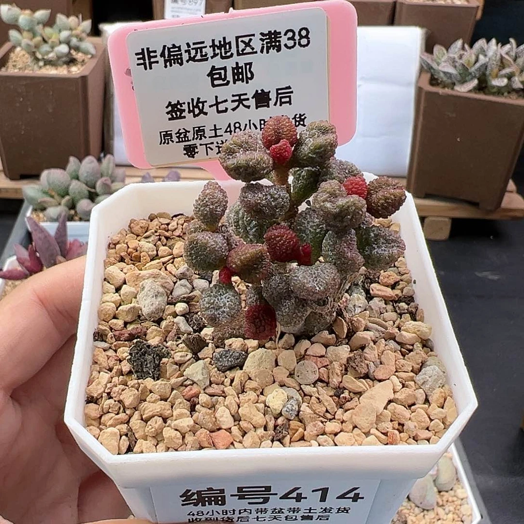 414小叶朱唇石多肉