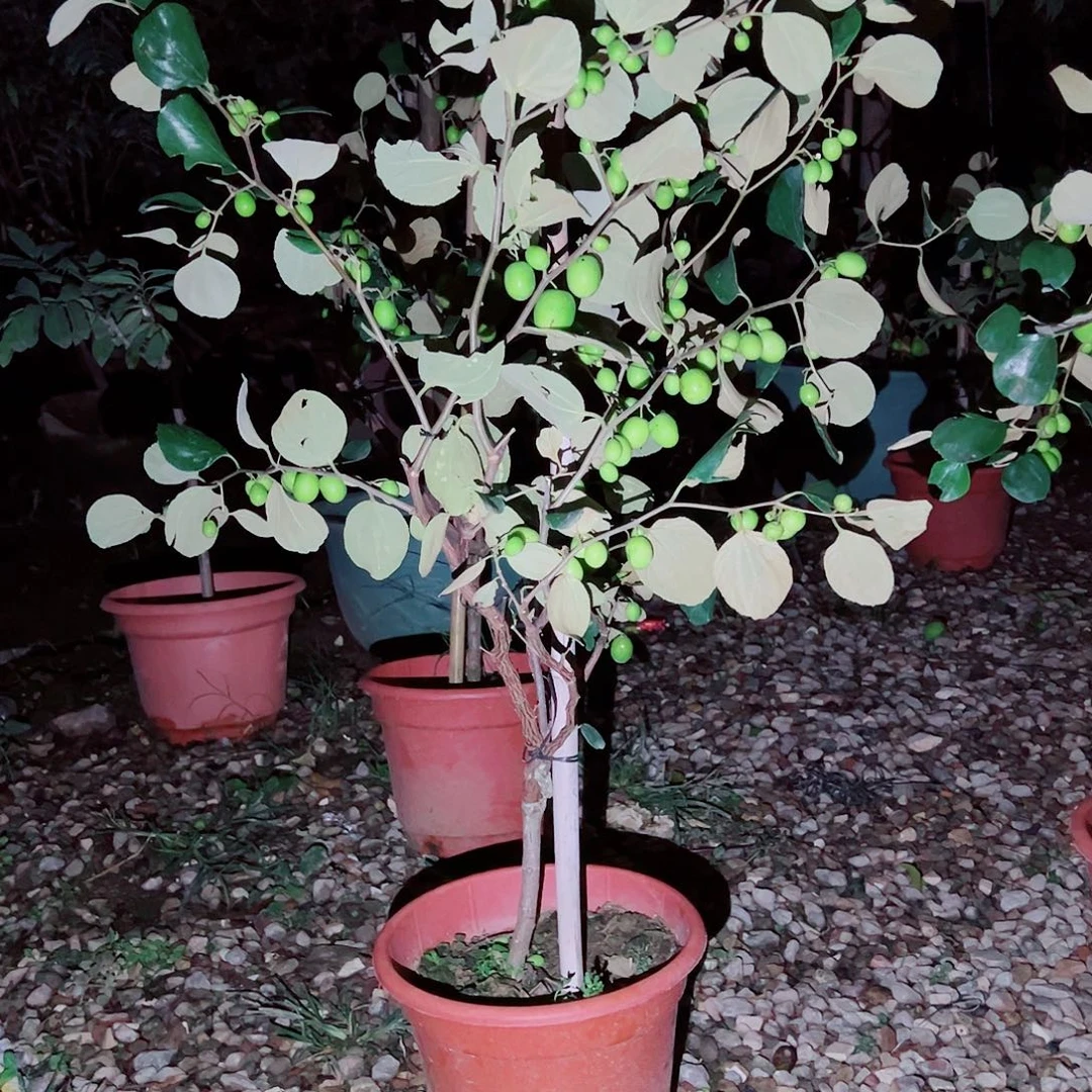 小***瓶完全开放22222222222