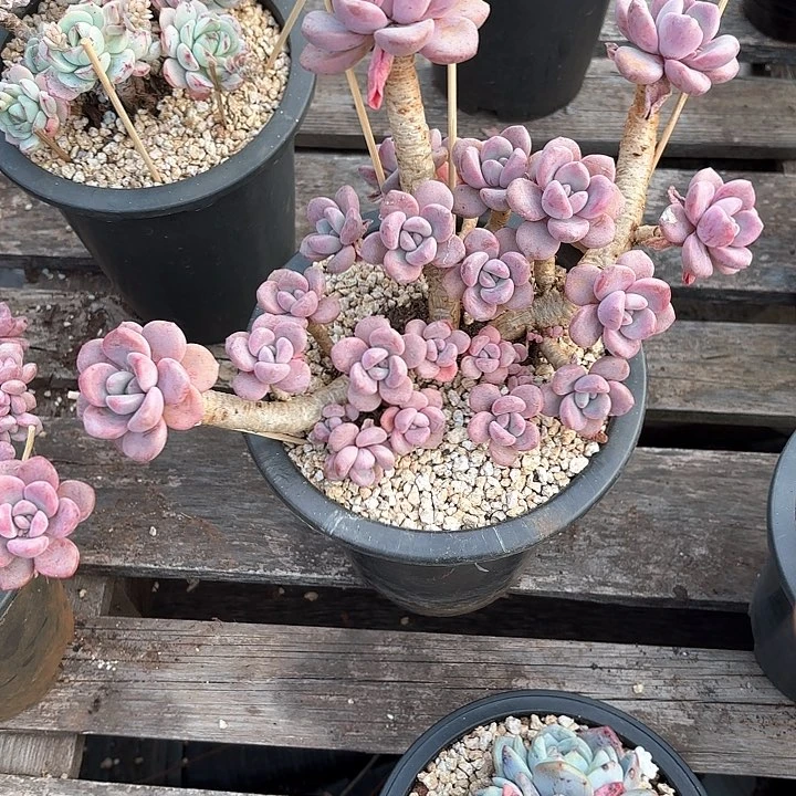 多肉植物，白露一颗