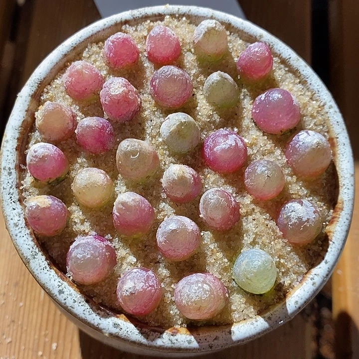 30332。   一组蟠桃。