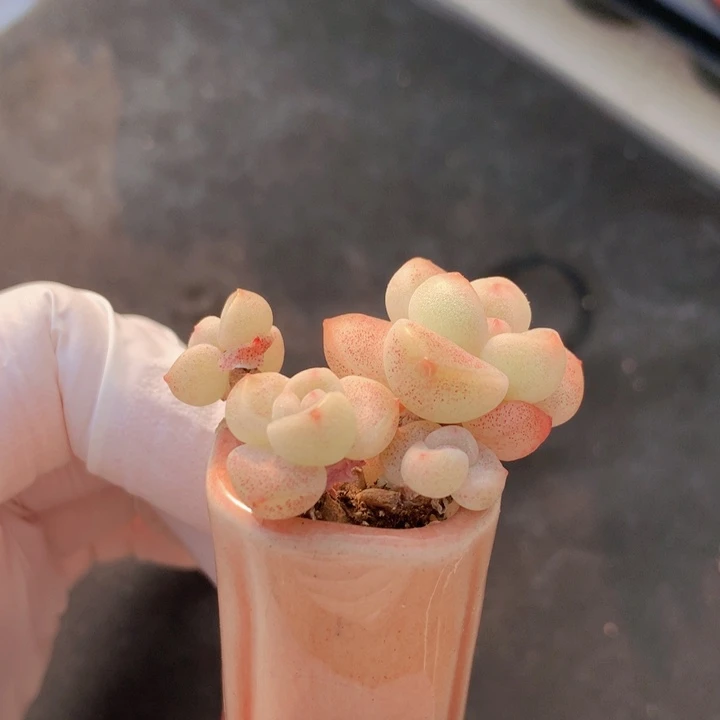 027 果冻冰玉 4+2 木质