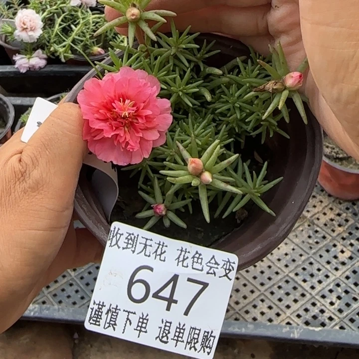 无花朵647超小苗盆口10cm