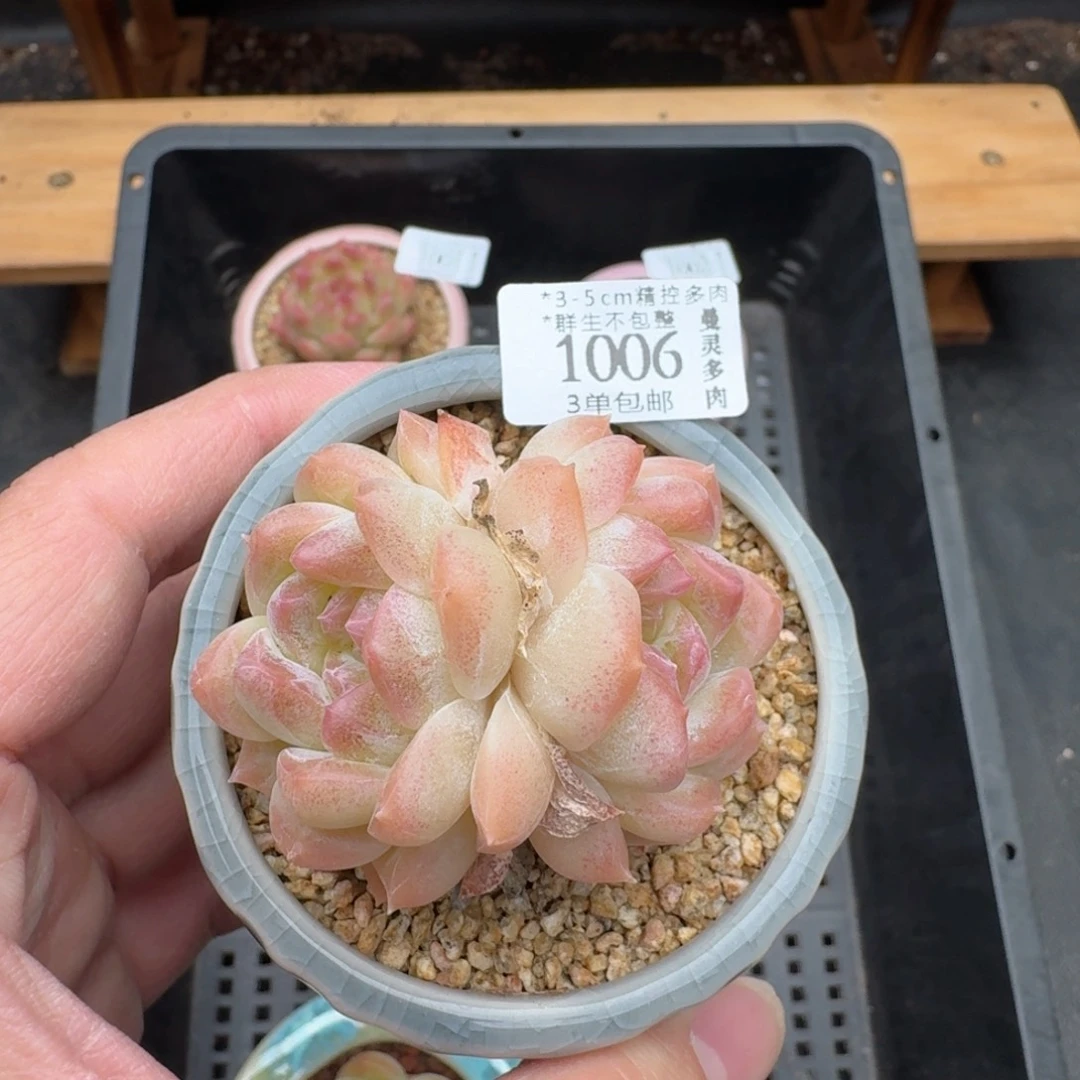 一物一拍带盆土1006