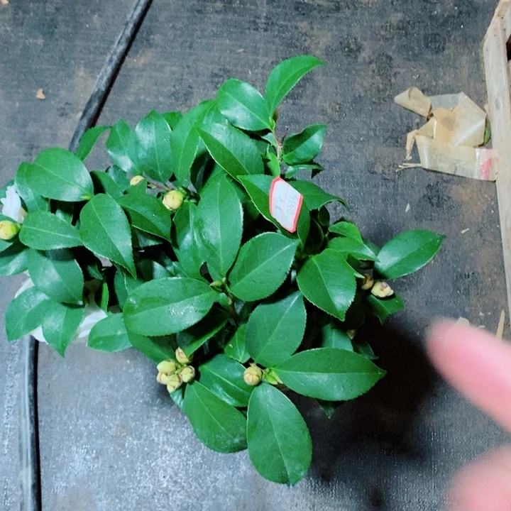 完全开放白雪塔茶花