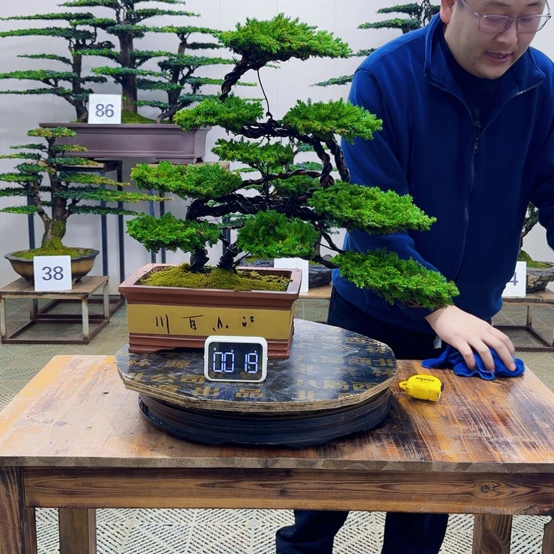 无花朵柏树造型盆景