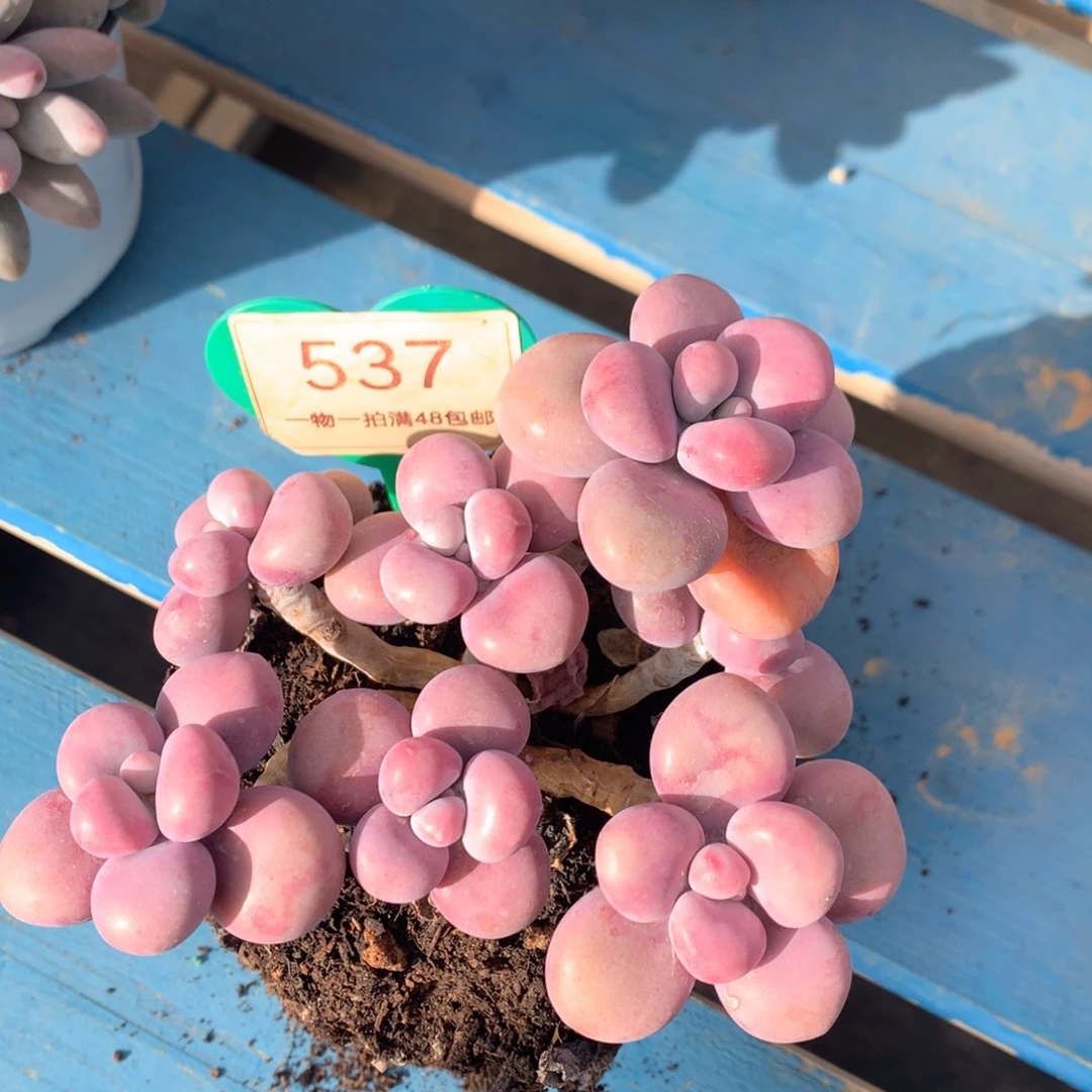 腰子蛋老桩无砍537