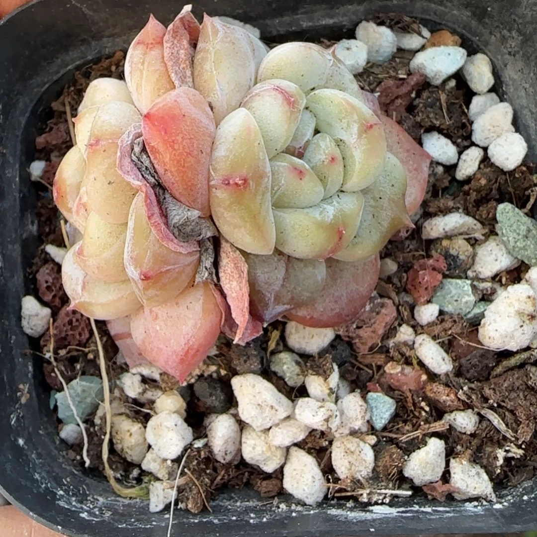 多肉小卡拉米糖心一物一拍