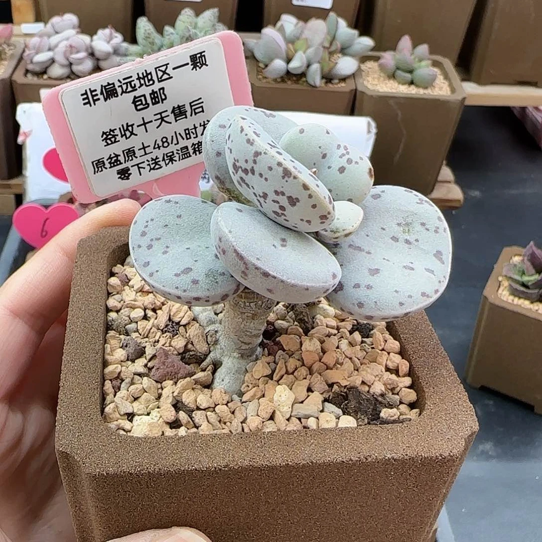 109巨型花蛋微瑕特价