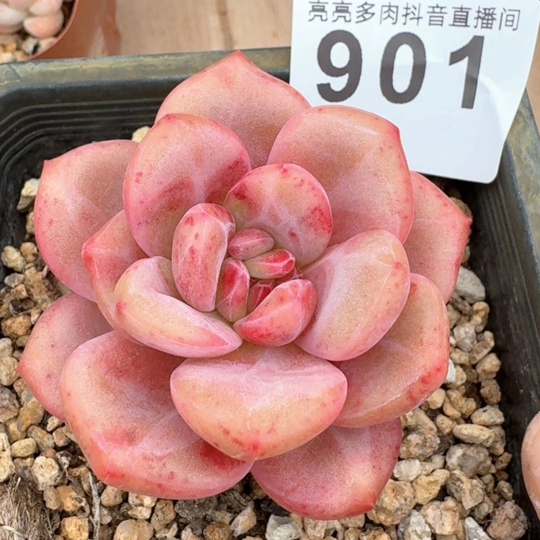 艾丽儿         多肉植物