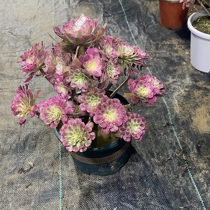 37，红铜白2467889990000