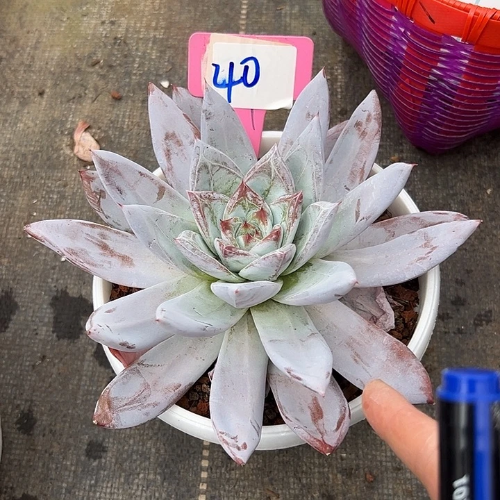 40祖母绿一个脱土脱土