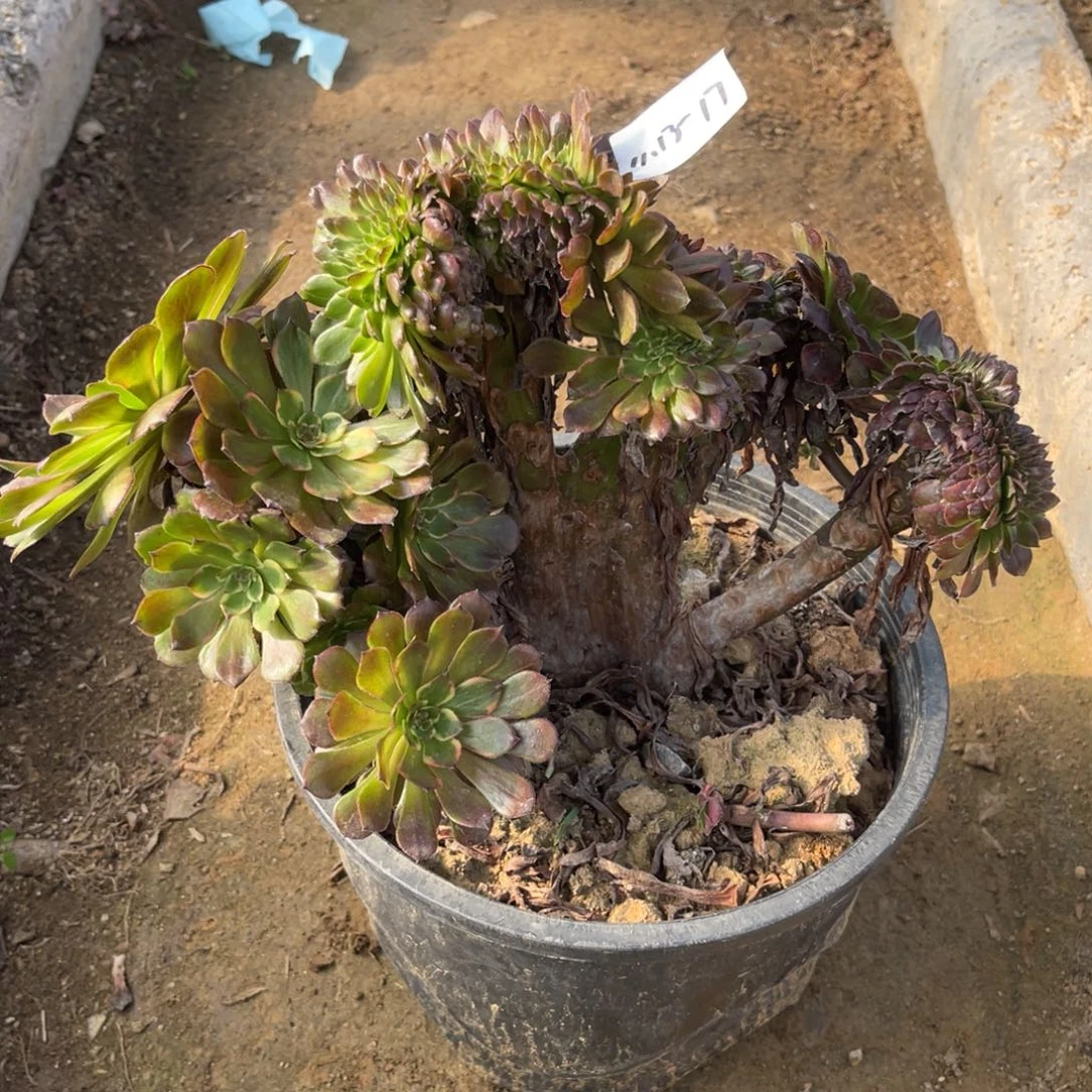 11-13-17烟花缀化法师锦