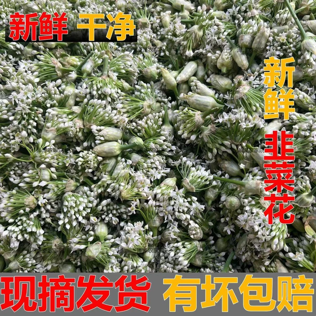 25年头茬新鲜韭菜花现摘现发可做韭花酱火锅蘸料食材