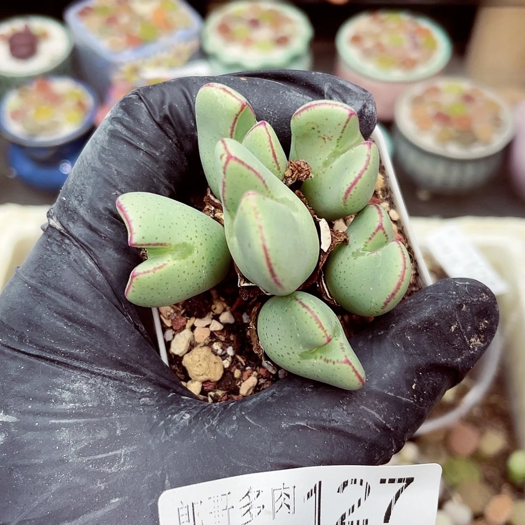 生石花18包邮0915-127