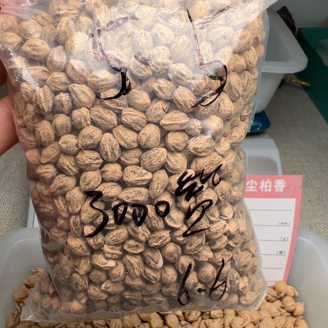 柏香籽/百香籽吊坠G**—