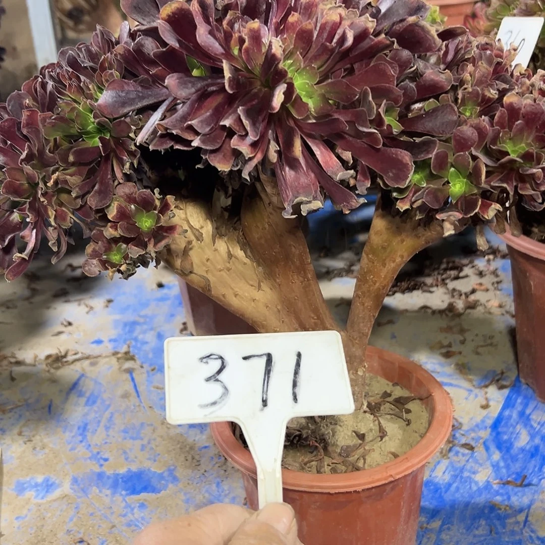多肉植物欧子一体化371