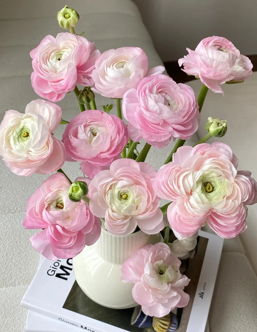 【洋牡丹 （50支）应季花材  鲜切花】（火火甄选）