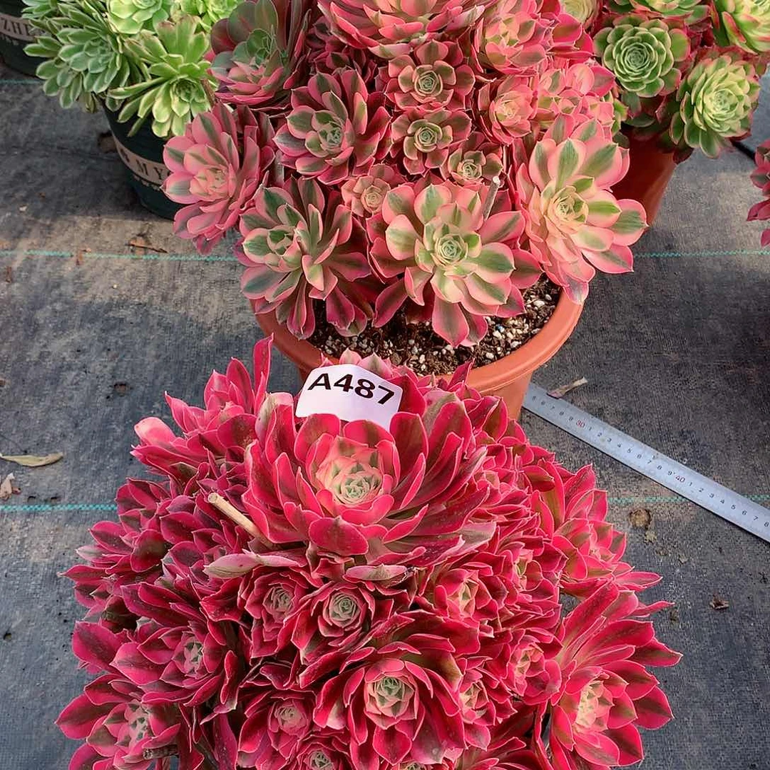 妙*488.487.粉女巫多肉植物