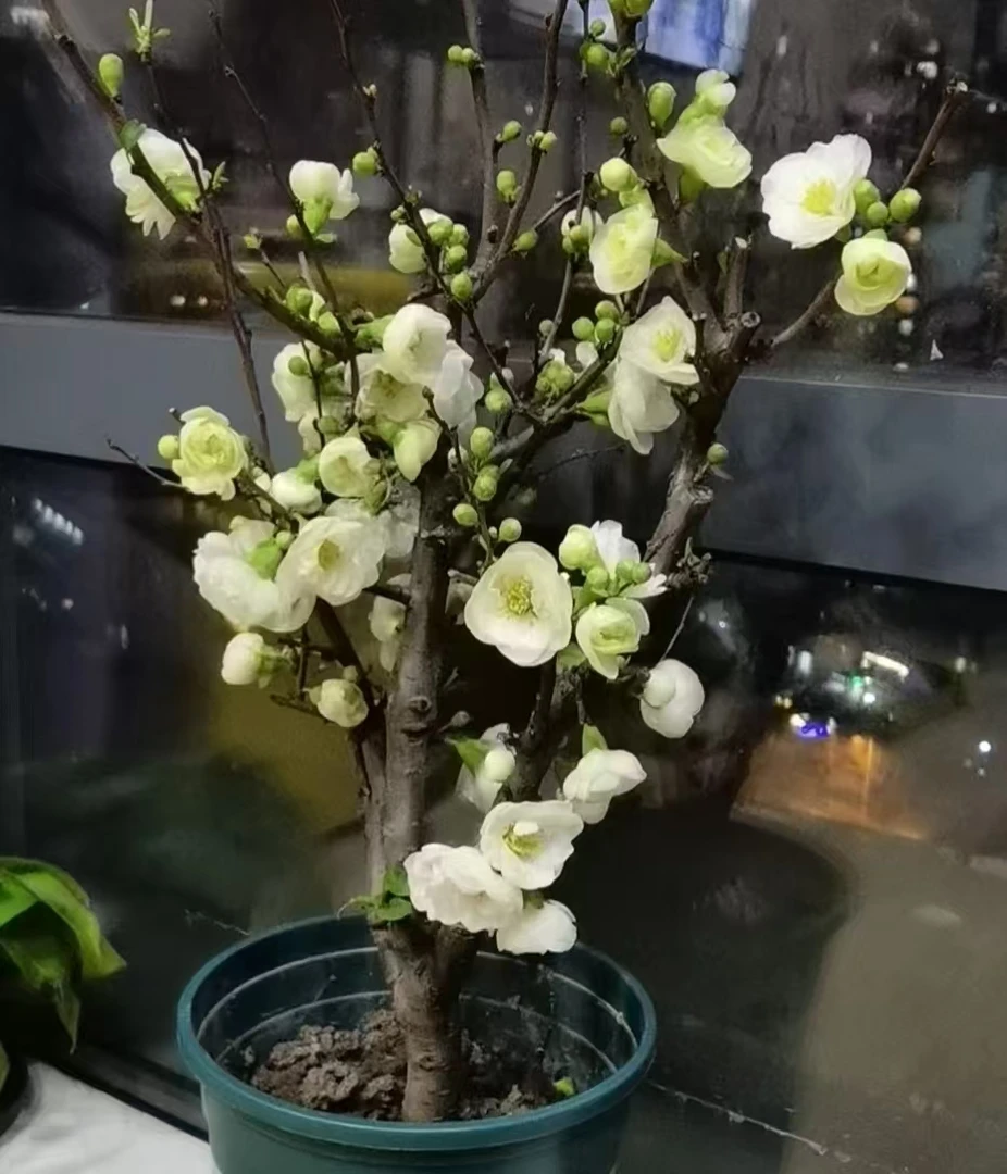 （帝王绿）绿宝石海棠花盆景花卉绿植年宵花