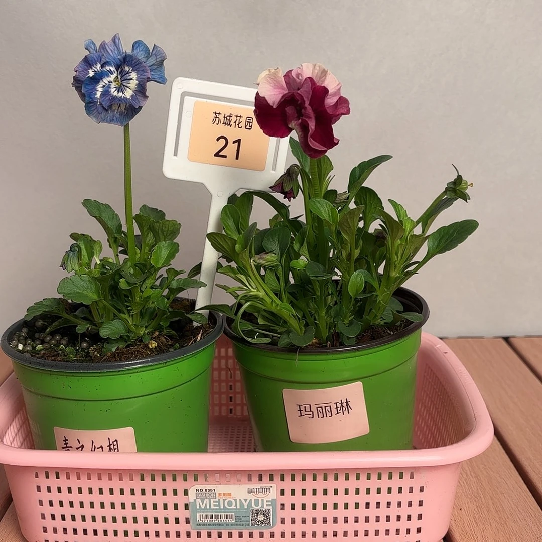 大部分开放少量花苞21