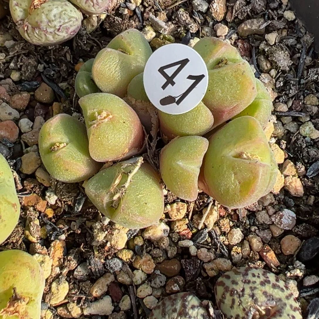 多肉植物1111111111111