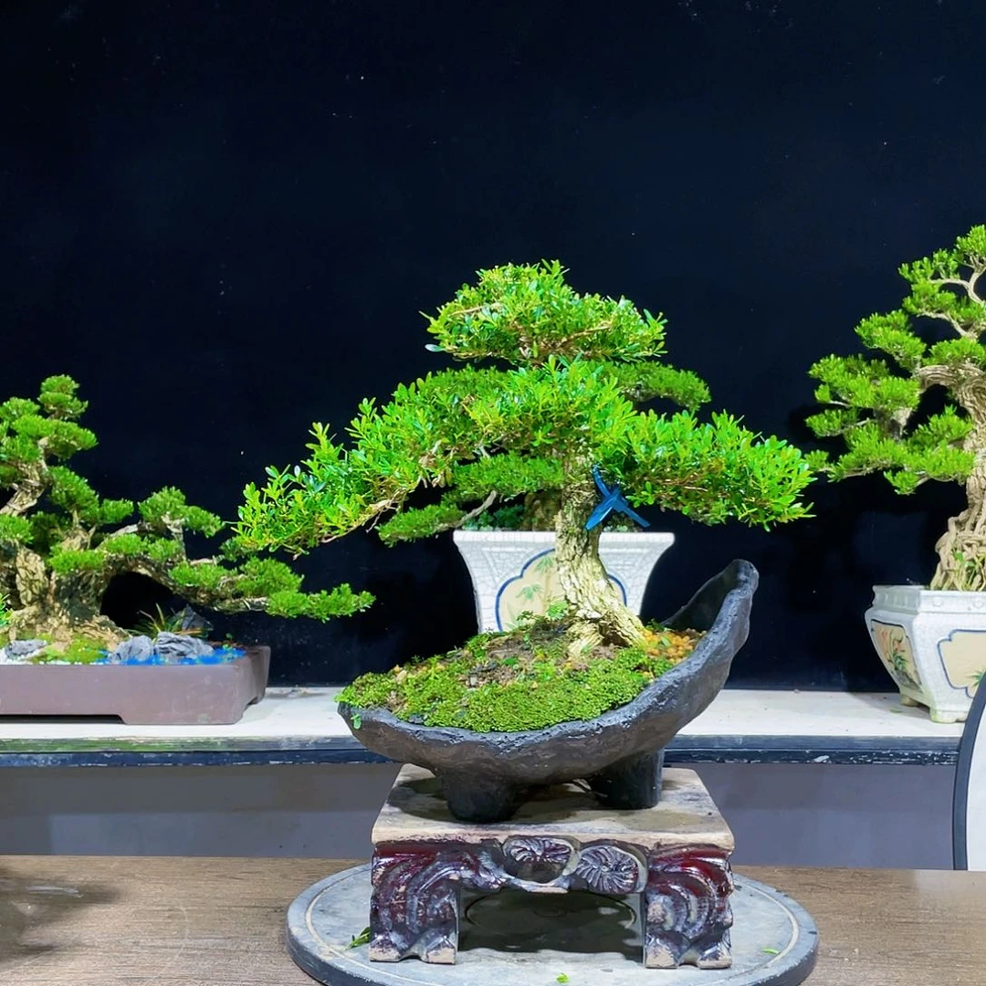 黄杨盆景四季常青