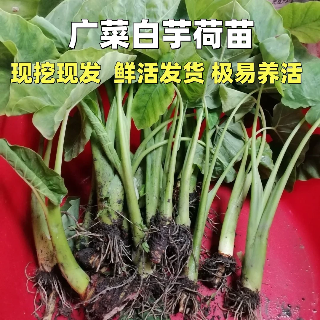 广菜白芋种植苗农家蔬菜苗白芋蒙苗芋荷苗芋梗苗盆栽新鲜现挖