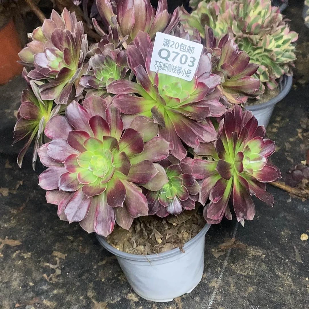 703安娜多肉法师锦有砍