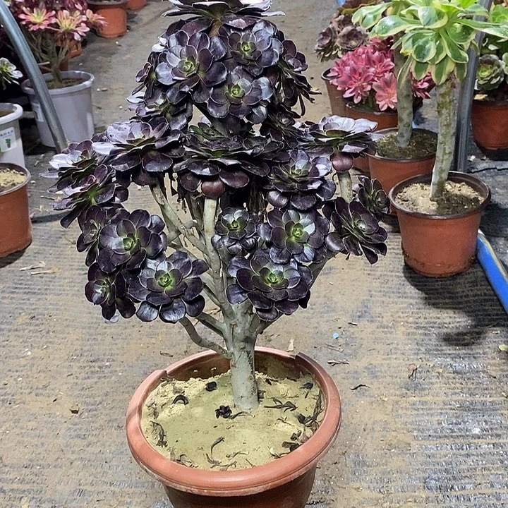 28，黑圆叶1356789990000