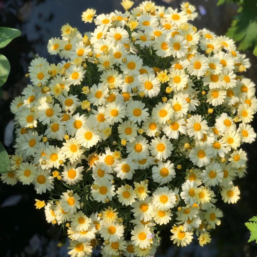 【全店满5元包邮】易爆盆小雏菊花种子四季开花室内外盆栽易活耐