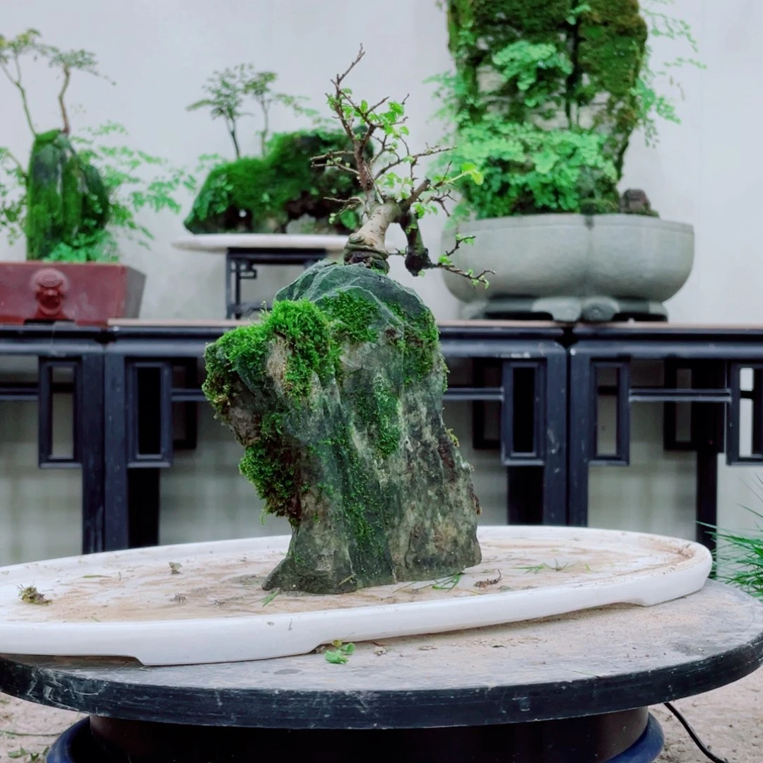 无铅玻璃云***师铁线蕨等植物的叶片上