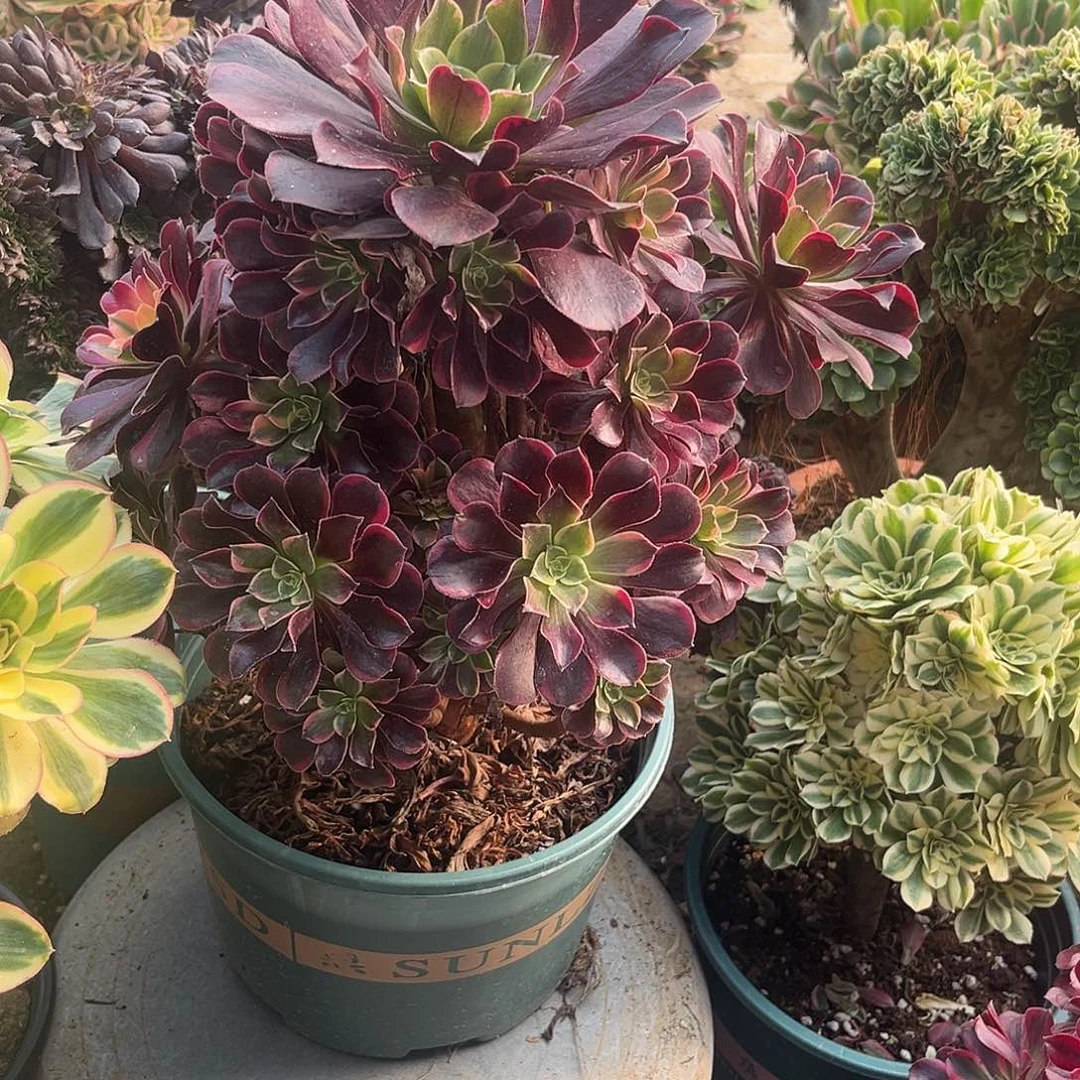 7金丝法师多肉植物