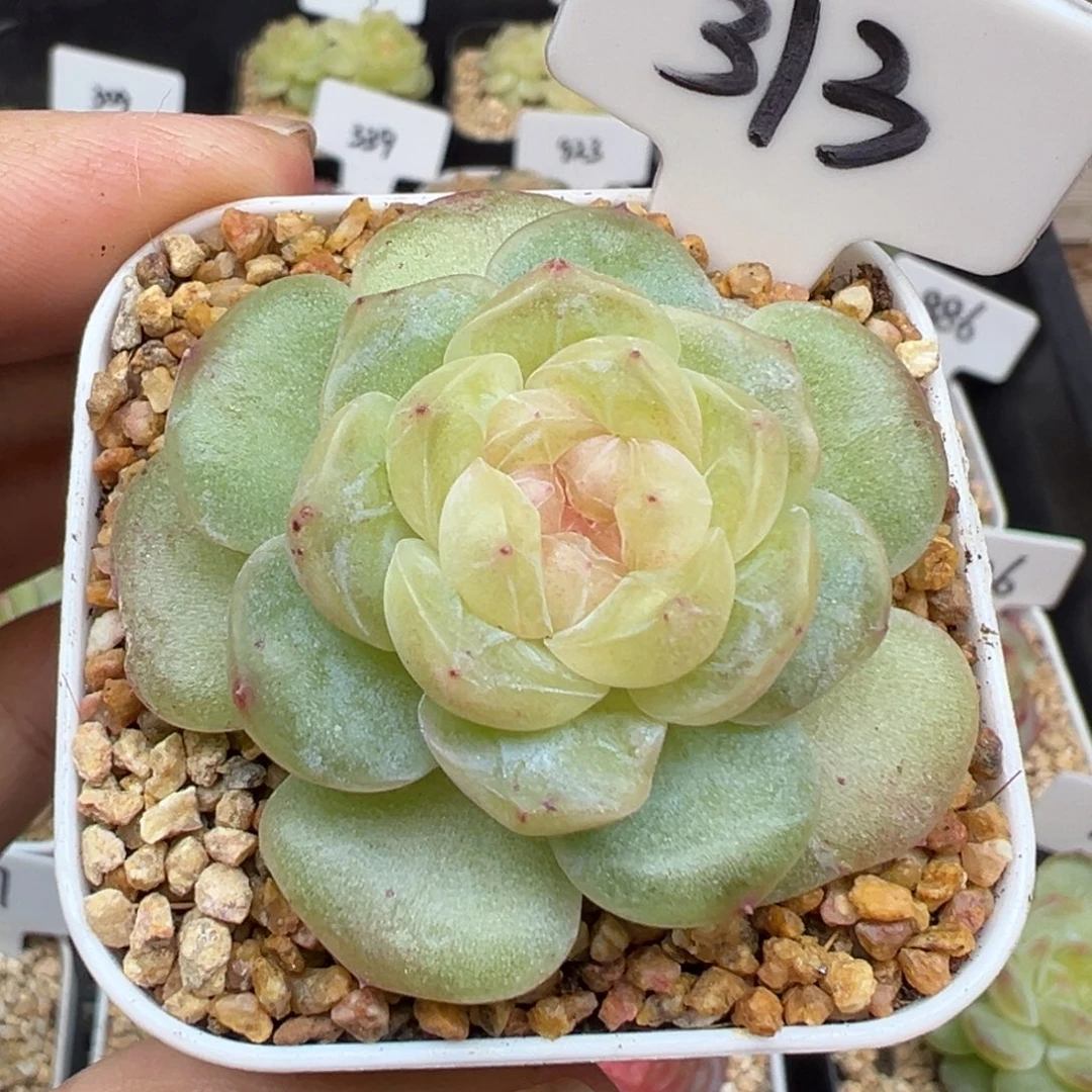 313号风花雪月系列星月