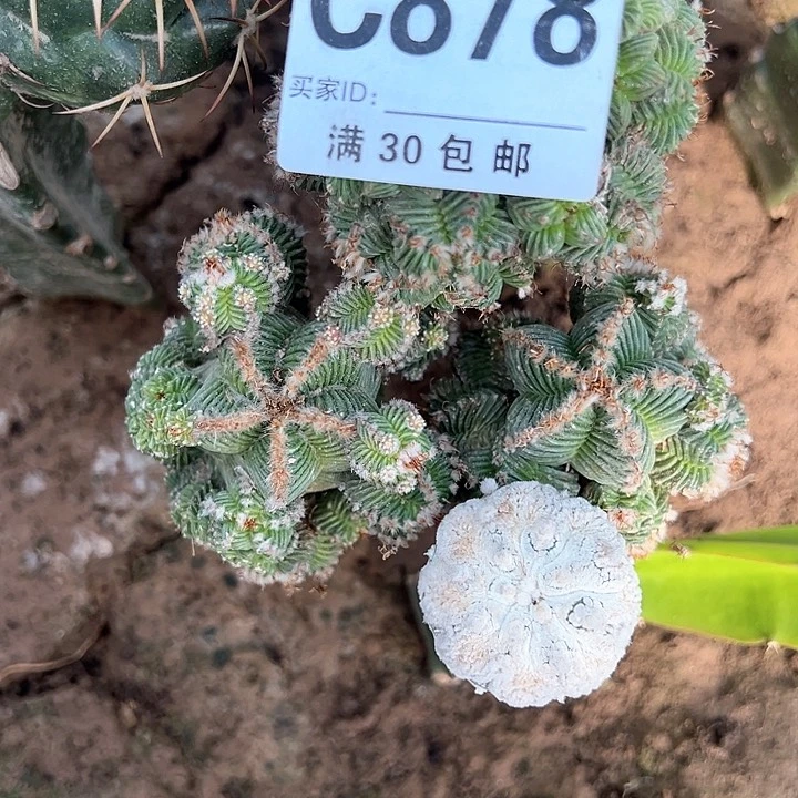 赖****878号仙人球的球