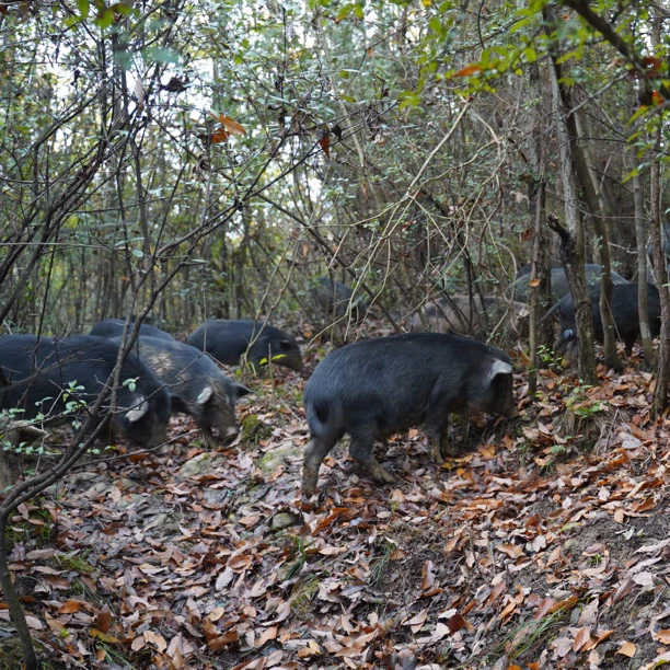 5号（散称链接）一物一称 高山生态散养跑山藏香猪
