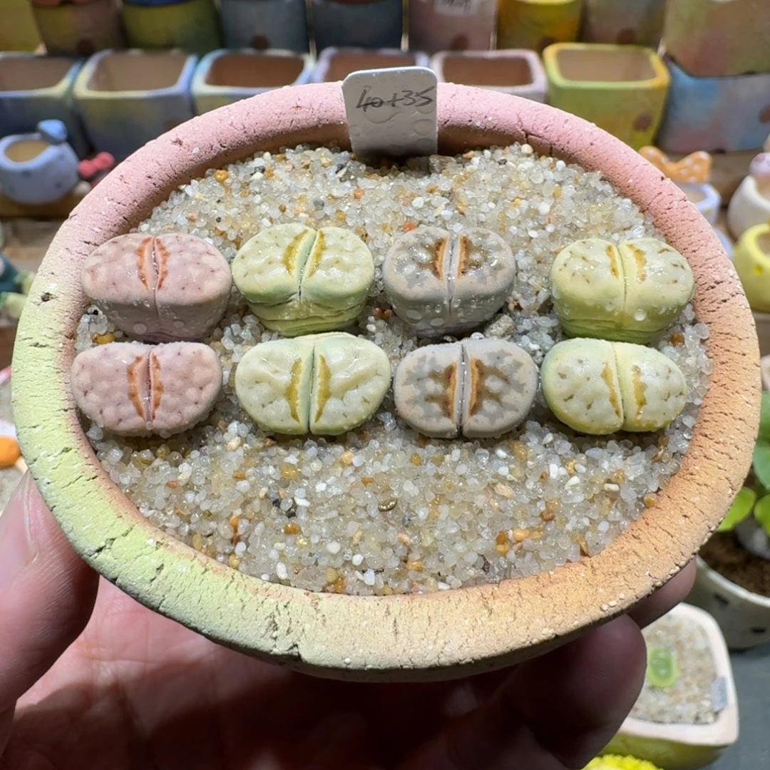 蘑菇1020奶油寿丽彩拼多肉植物