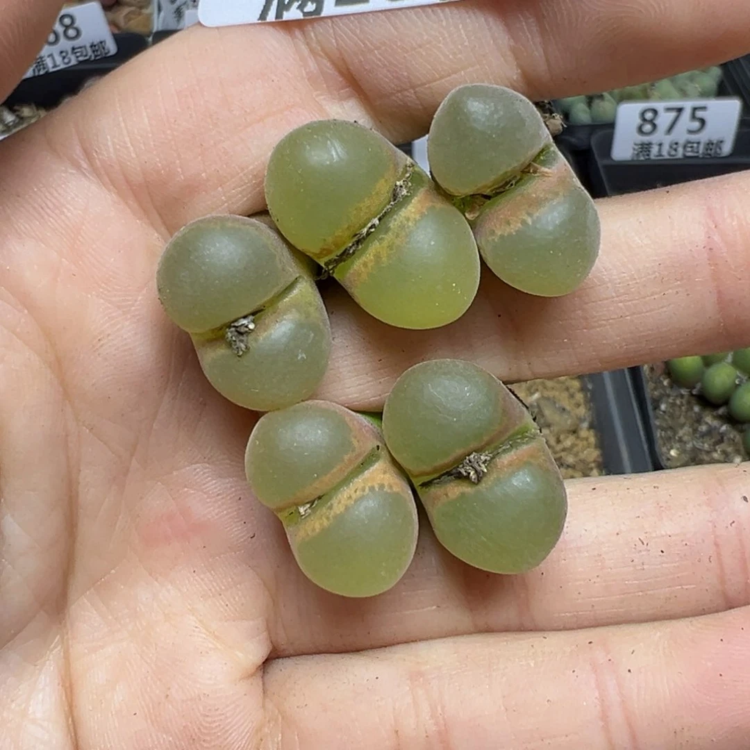 【闪购商品】884……