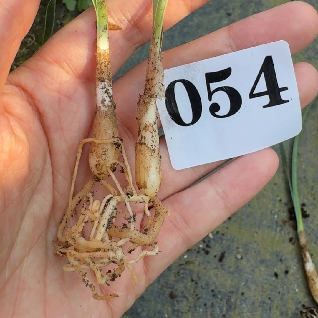 c***6巨凤之卵小苗一物一拍多肉