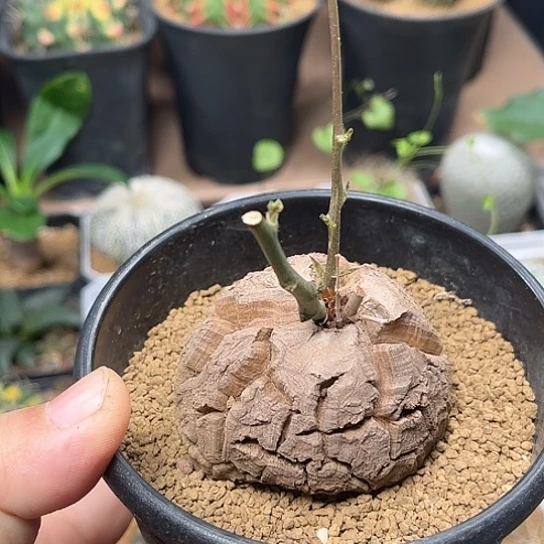 无花朵南非龟甲龙实生6cm