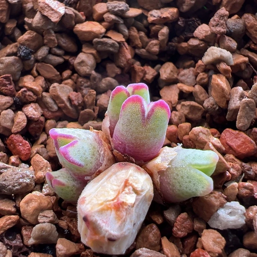 K*r686。优选985猪蹄 多肉