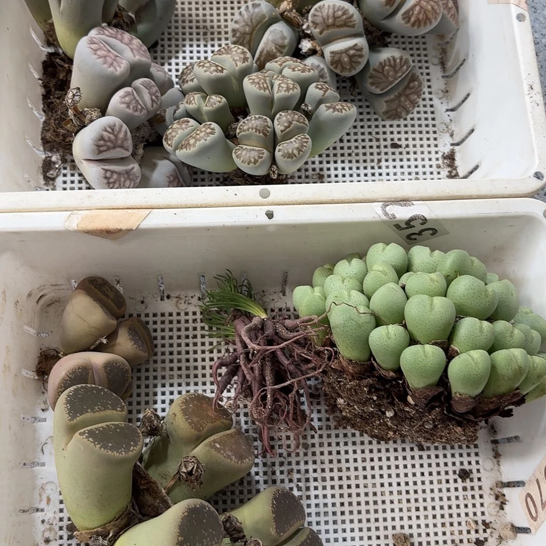 可***燚生石花一物一拍11颗