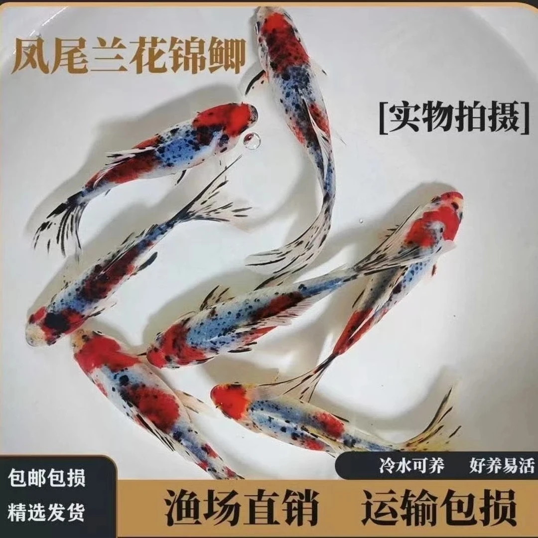 大尺寸7-9cm水墨玉兰花金鱼可混养花色随机搭泡沫箱冰袋包邮发货