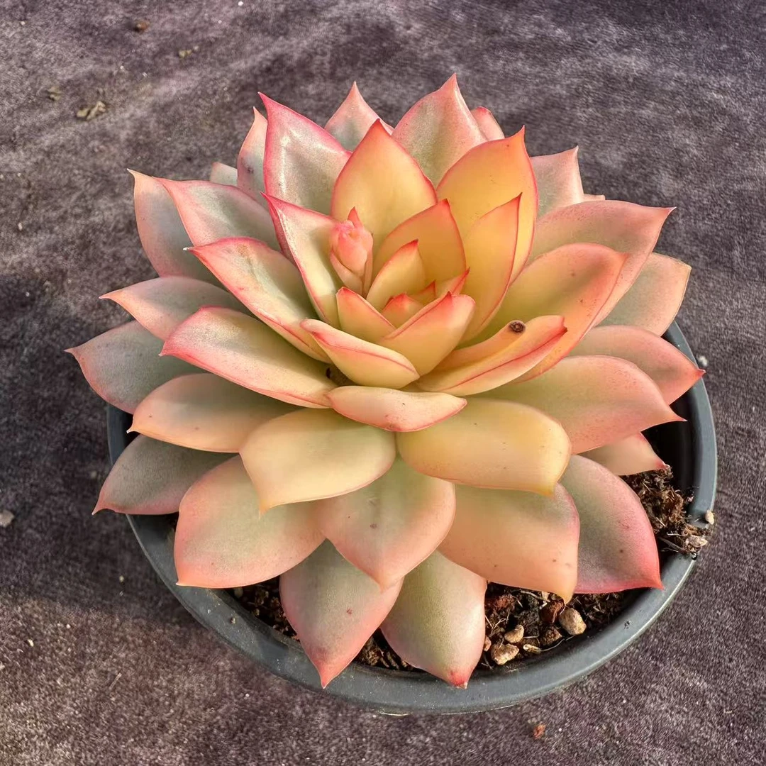 单头月光女神锦随机一颗脱土，发货以直播间实物为准！