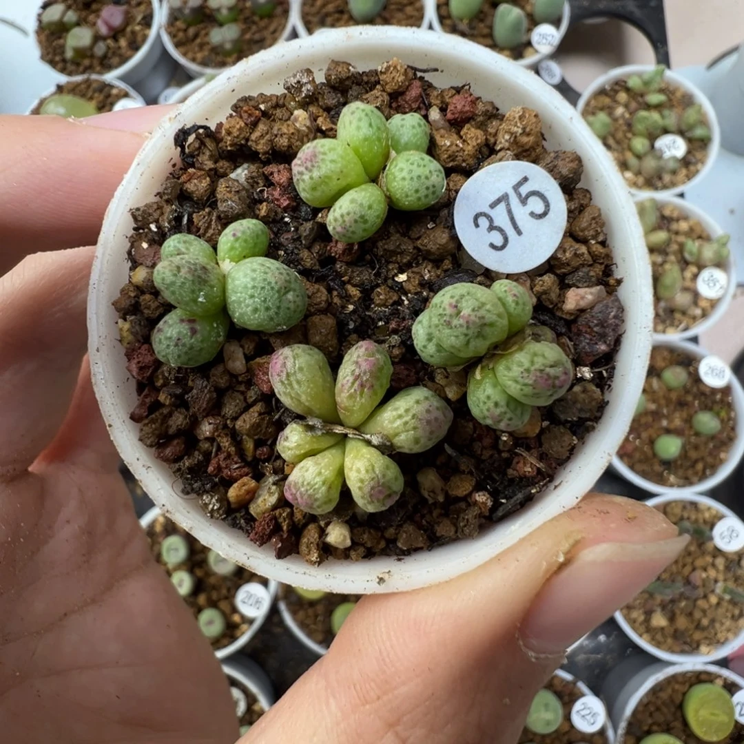 草莓斑马一颗脱土3750000