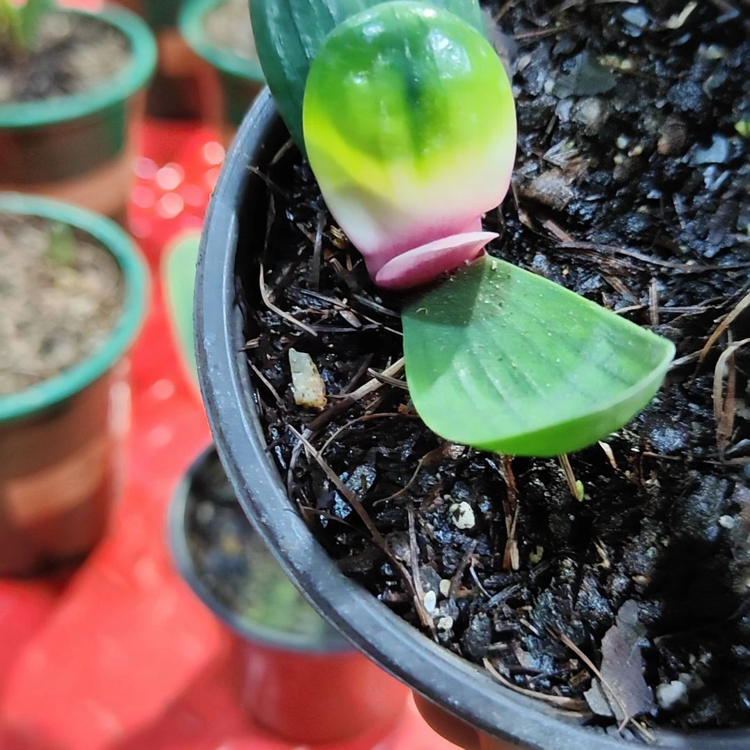 君子兰四季开花稀释甲醛