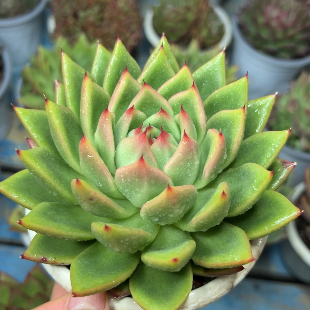 多肉植物一物一拍（32号）